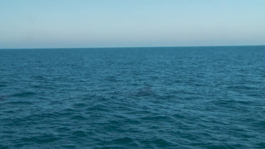 Amazing Humpback Whale Breaches in Slow Motion
