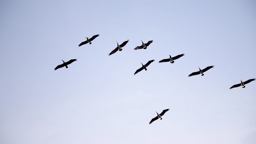 Pelicans Flying slow motion in the clear sky