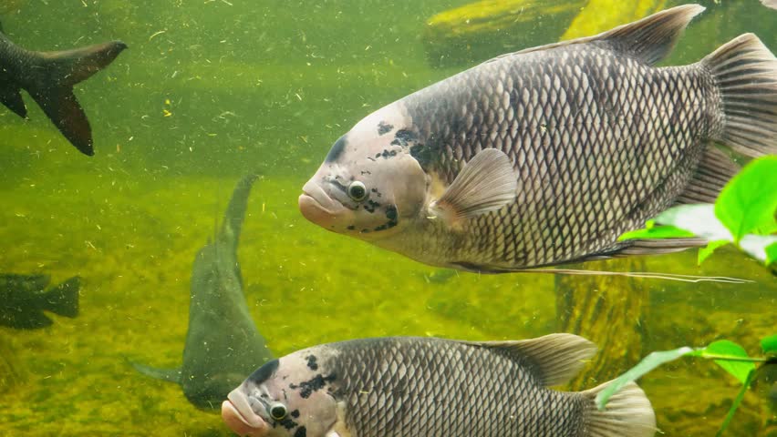 giant gourami fish swimming aquarium dirty Stock Footage Video (100% ...