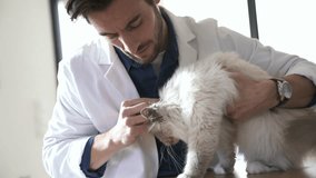 Vet checking on cat ears in vetinarian clinic 