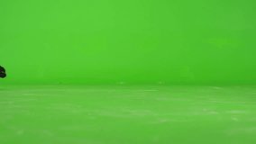 Black Cat walking, running or sitting on green screen. Shot on RED EPIC DRAGON Cinema Camera in Slow Motion.