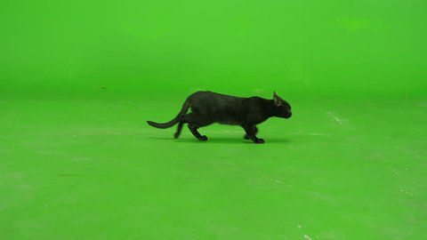 Black Cat walking, running or sitting on green screen. Shot on RED EPIC DRAGON Cinema Camera in Slow Motion.
