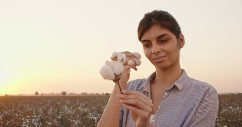 Cotton harvesting. Female indian harvester standing in blooming field, examining cotton tufts, checking the fiber quality at sunset - agriculture concept 4k