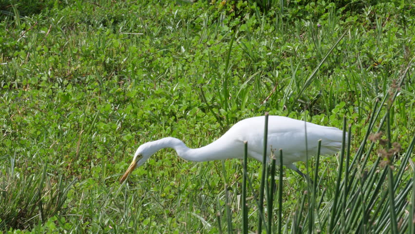 White Egret looking and catching a frog. Swamp, Tanzania, Africa. Professional and stable Footage in 4 k, 59,94 fps