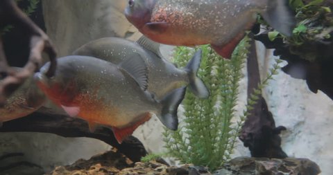  red piranha (Pygocentrus nattereri)