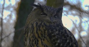 Half body view of owl closing eyes very slow.