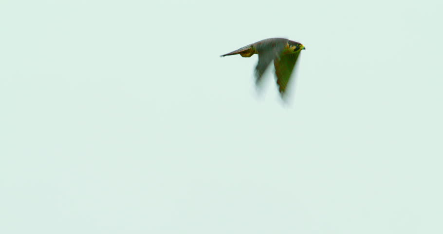 Peregrine Falcon flying in slow motion against an isolated clean white sky