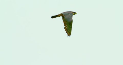 Peregrine Falcon flying in slow motion against an isolated clean white sky