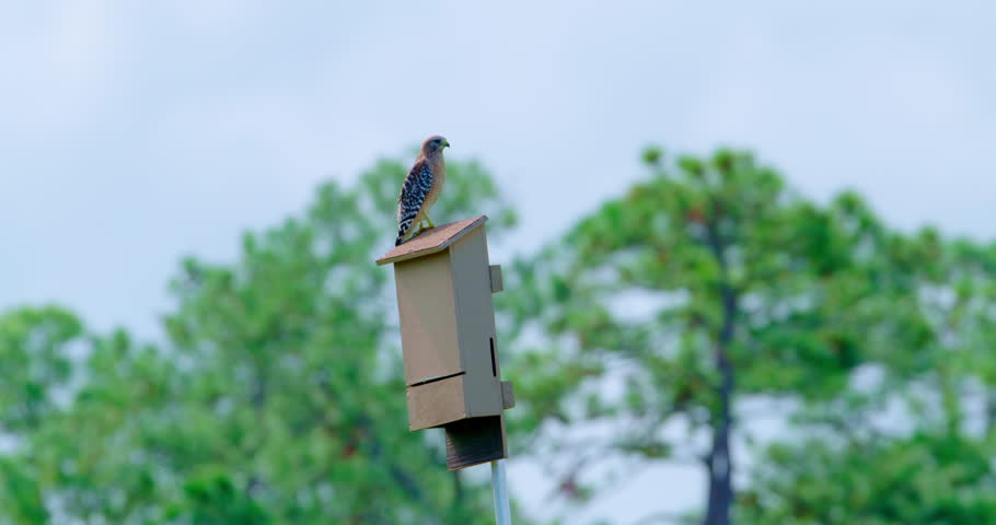 Hawk sitting on a birdhouse