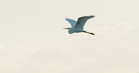 Great Egret heron flying in slow motion shortly before sunrise at dawn