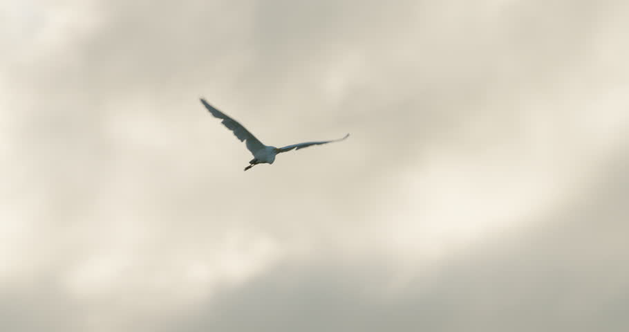 Nice shot of Great Egret heron flying at sunset in slow motion with nice clouds and golden sky
