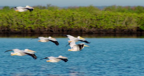 Flock of White Pelicans gliding together in formation in slow motion flying very low over nice blue water in Florida wetlands and everglades