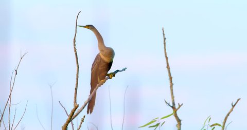 Anhinga (cormorant) close up. Bird perched on top of old dead tree isolated against a clean blue sky background