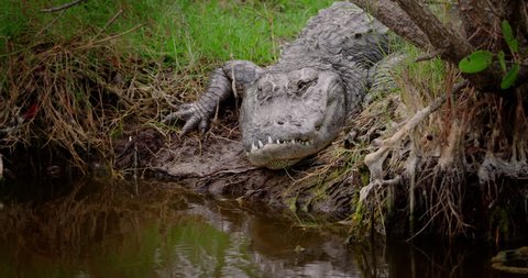 Enormous old grizzled ALLIGATOR hiding on the muddy banks of a river. Crooked teeth and scars on his head.
