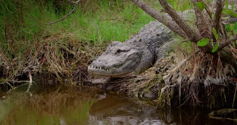 Giant Alligator on the banks of a pond or river rises up and gets ready to attack