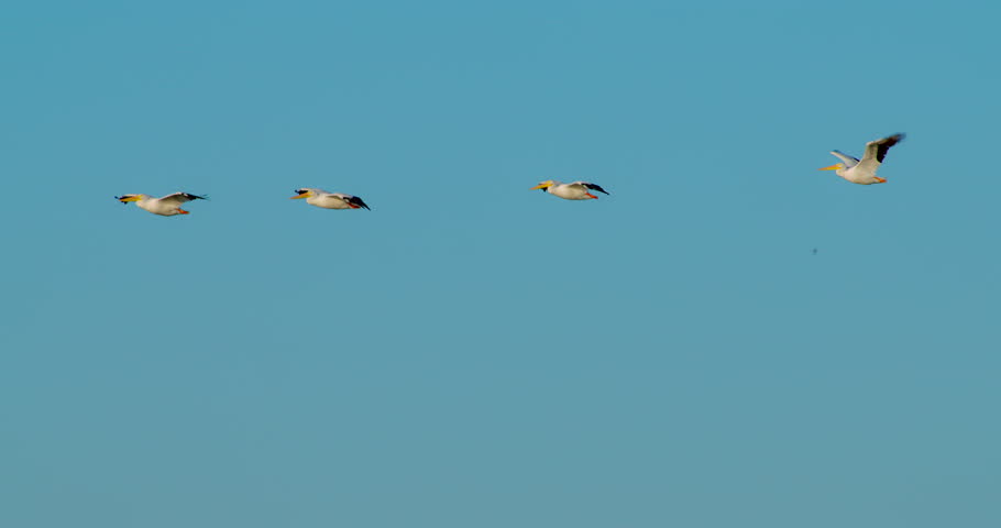 Flock of White Pelicans soaring together in formation in slow motion at sunset with nice golden hour lighting