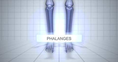 Zooming to skeleton - human anatomy concept - Phalanges animation