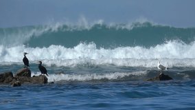 Big waves Sea birds seagulls Cormorants Ocean