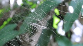 Spider Web in Nature