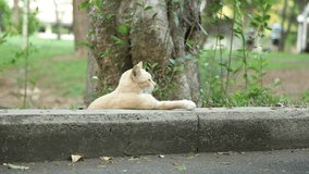 Cat Chilling and Lean Against Concrete in Park 