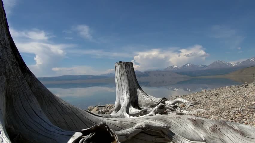 Old dry tree snag and beautiful landscape of coast of Lake Hubsugul on background calm water and clouds in sky in wildlife of Mongolia.