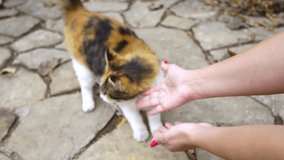 Woman petting cute street shorthair happy purring cat outdoors. Real time 4k video footage.