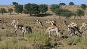 A herd of feeding springbok antelopes (Antidorcas marsupialis), Kalahari desert, South Africa