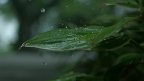 Amazing falling Rain on the leaf