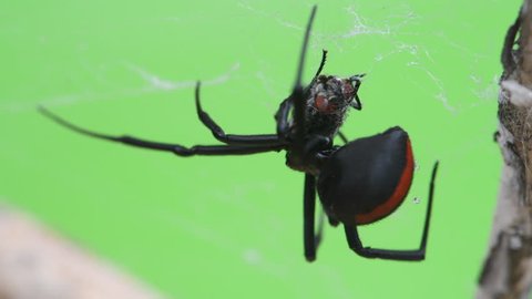 Close up of a female Redback spider (Black widow spider) eating prey on a dry tree branch on a green screen background