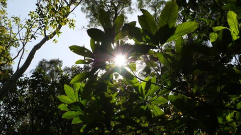 Sun light flick through leaves at forested area, low angle shot. Large leaves on bush palm at foreground, tall crowns of trees on background