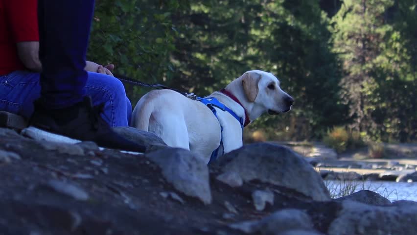 dog on leash looking around at a lake