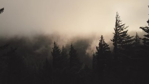 Aerial drone shot of moody misty sunlit morning fog above lush evergreen forest