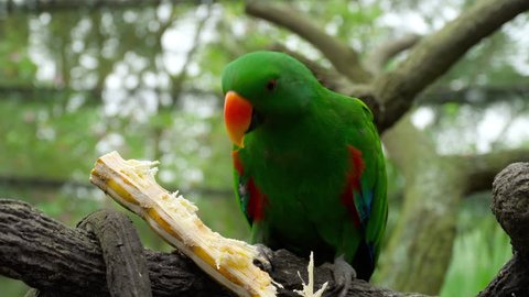 Green Eclectus parrot eat sugar cane at tree branch