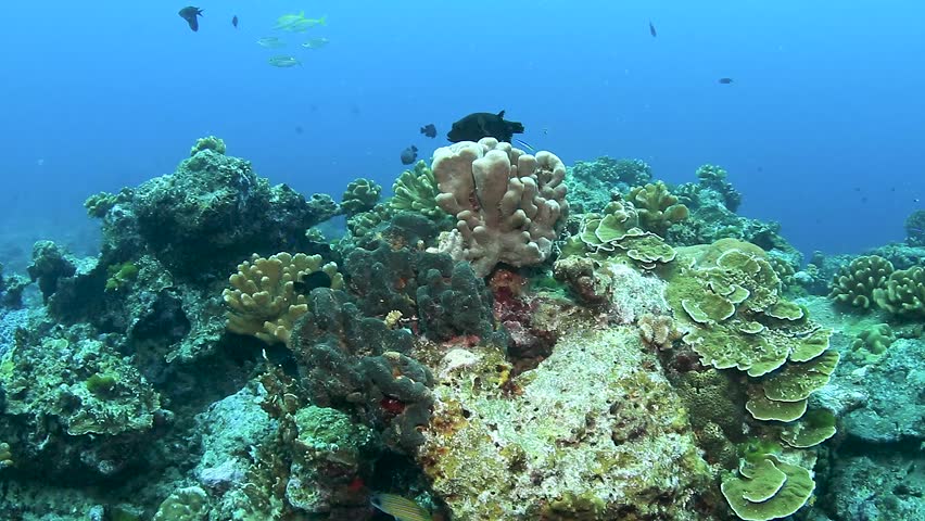 A colorful tropical coral reef system in Asia