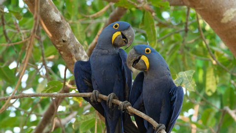 Hyacinth Macaws Brazil