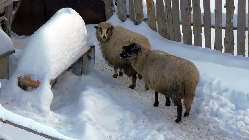 Purebred sheep lookin in to the camera on a cold winter day.