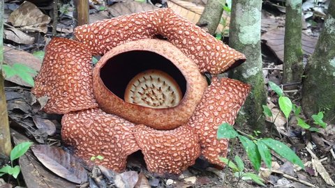 Footage of full blossoming and blooming Rafflesia Keithii flower at crocker range in Sabah Malaysia Borneo. The flower is the biggest and iconic flower in the world.