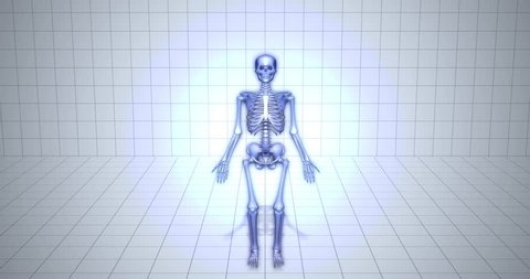 Visualization Skeleton medical animation - Cuneiform Bone