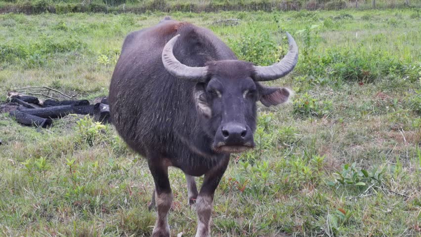 A herd of water buffalo having their last grazing before night fall, one of the buffalo walking toward camera.