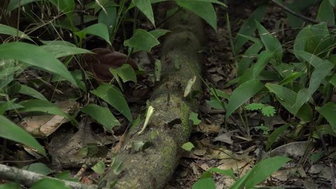 Leafcutter ants carrying leaves on amazon lowland rainforest