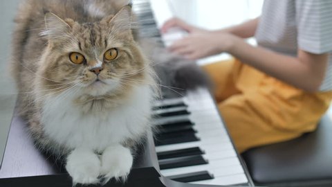4K Persian cat listening Asian girl playing piano