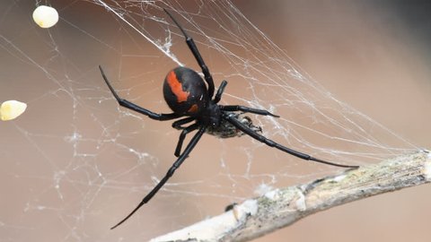 Close up of a female Redback spider (Black widow spider) eating prey on a dry tree branch with soft focus background