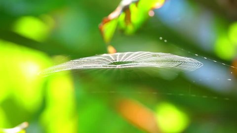 Spiderweb and spider catching the morning sunlight being blown in the wind majestically with a green foliage nature bokeh background. High definition stock footage shallow dof.