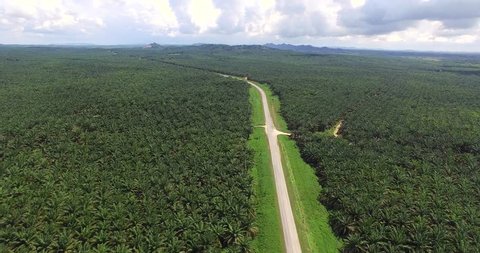 Aerial view of palm oil plantation at Gomantong Sabah, Borneo. aerial footage