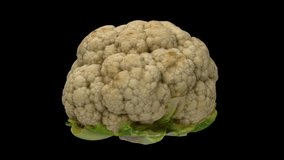 Realistic render of a rotating cauliflower head on black background. The video is seamlessly looping, and the object is 3D scanned from a real cauliflower.