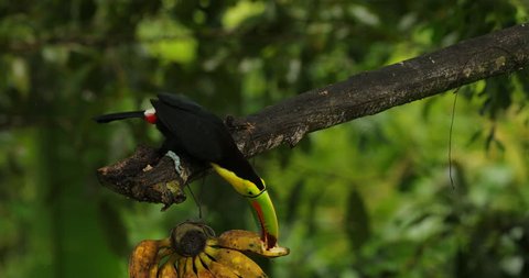 Toucan sitting on the branch in the forest, green vegetation, Panama. Nature travel in central America. Keel-billed Toucan, Ramphastos sulfuratus, bird with big bill. Wildlife Costa Rica.