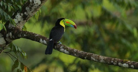 Toucan sitting on the branch in the forest, green vegetation, Panama. Nature travel in central America. Keel-billed Toucan, Ramphastos sulfuratus, bird with big bill. Wildlife Costa Rica.