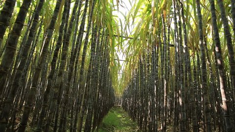 sugarcane plants in growth at field 