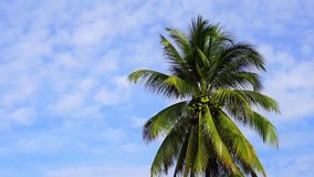 Coconut palm tree and blue sky.