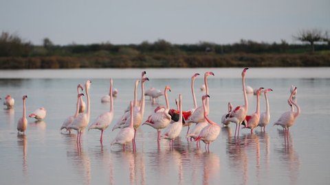 Pink Flamingos showing off their wings during courtship. France Camargue pond